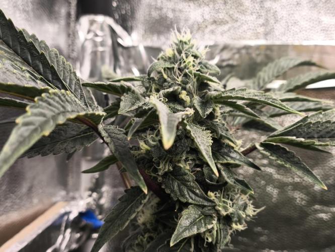 My First photoperiod. Week 13