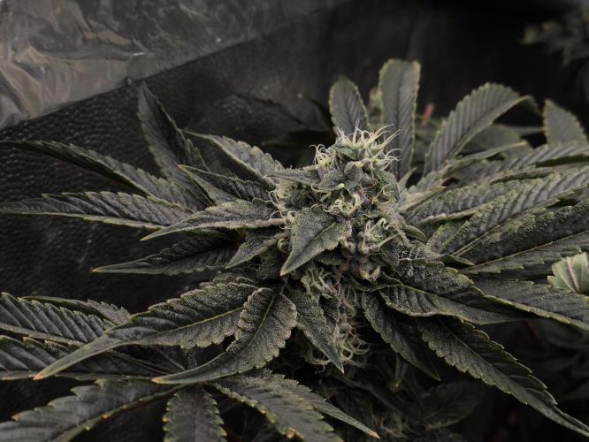 My First photoperiod. Week 13