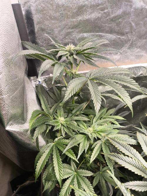 My First photoperiod. Week 13 - Top ze čtvrtého týdne 