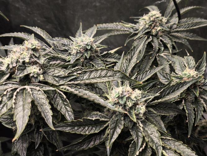 My First photoperiod. Week 13