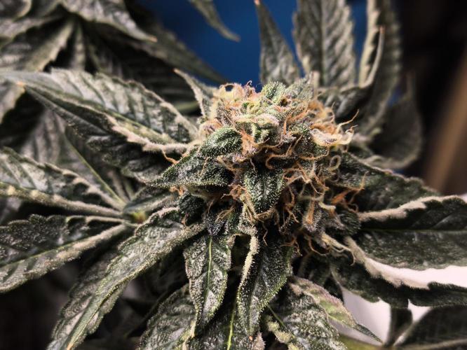 My First photoperiod. Week 13