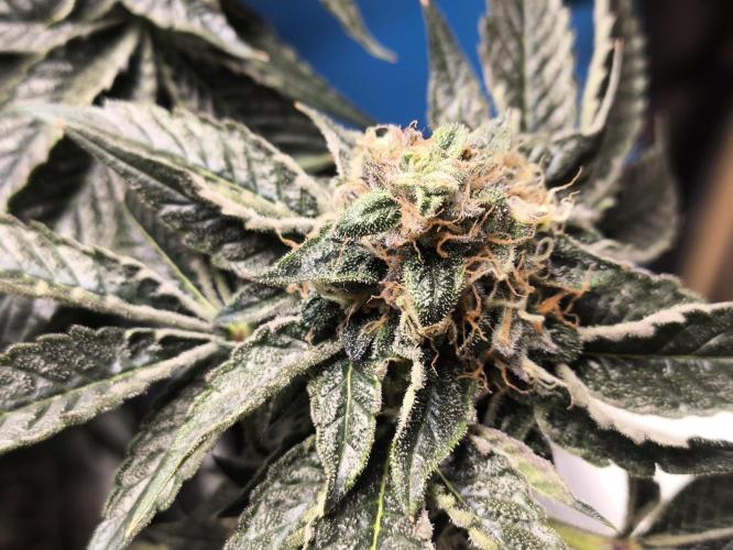 My First photoperiod. Week 13