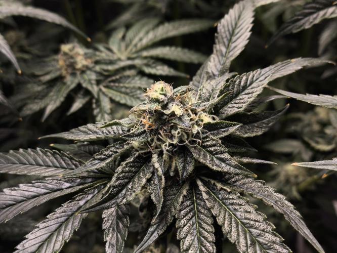 My First photoperiod. Week 13