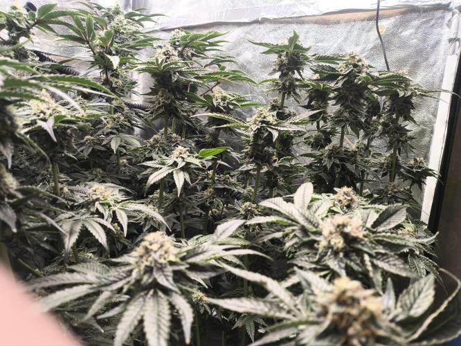 My First photoperiod. Week 13