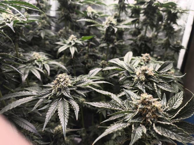 My First photoperiod. Week 13