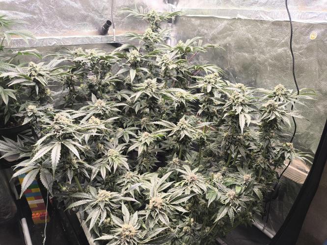 My First photoperiod. Week 13