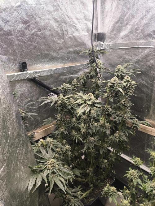 My First photoperiod. Week 14