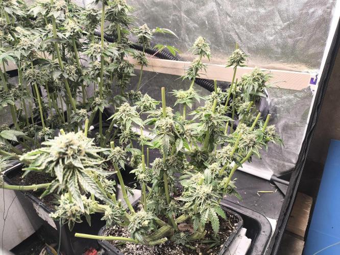 My First photoperiod. Week 14