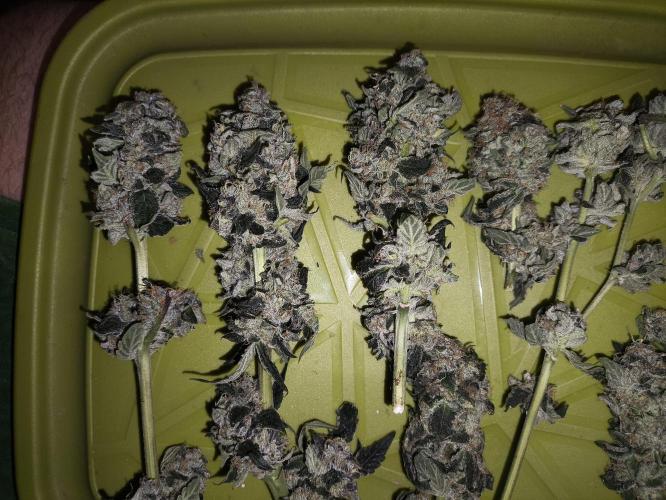 My First photoperiod. Week 14