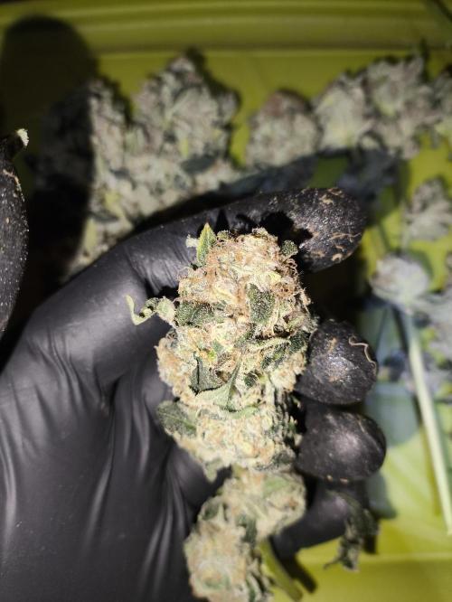 My First photoperiod. Week 14