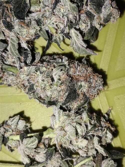 My First photoperiod. Week 14