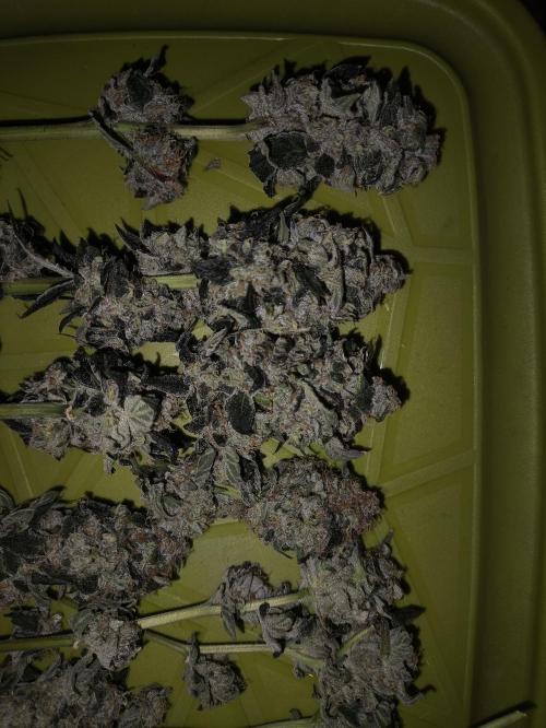 My First photoperiod. Week 14