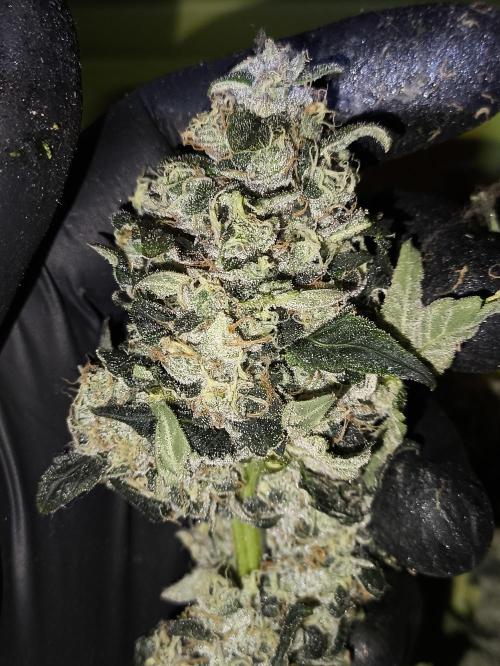 My First photoperiod. Week 14