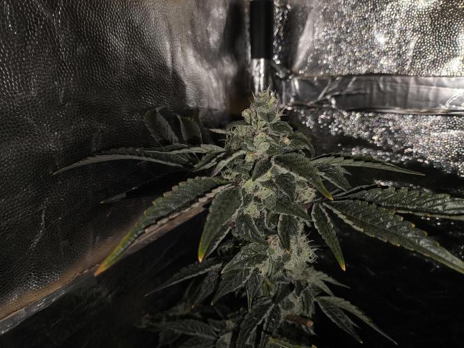 My First photoperiod. Week 14