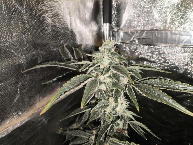 My First photoperiod. Week 14