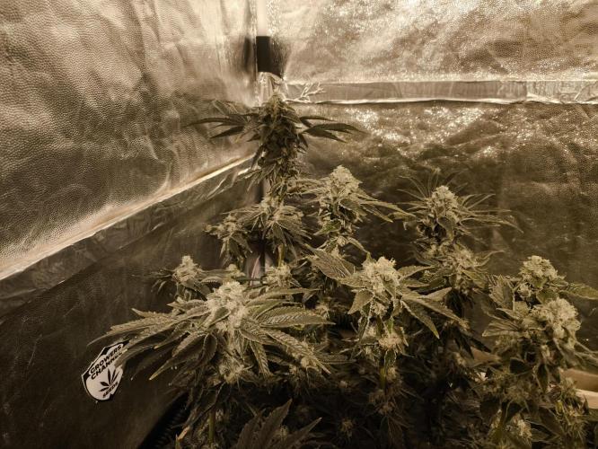 My First photoperiod. Week 14