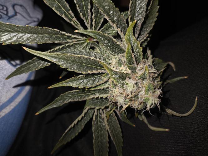 My First photoperiod. Week 14