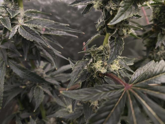 My First photoperiod. Week 14