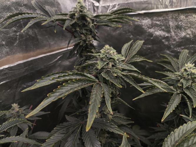 My First photoperiod. Week 14