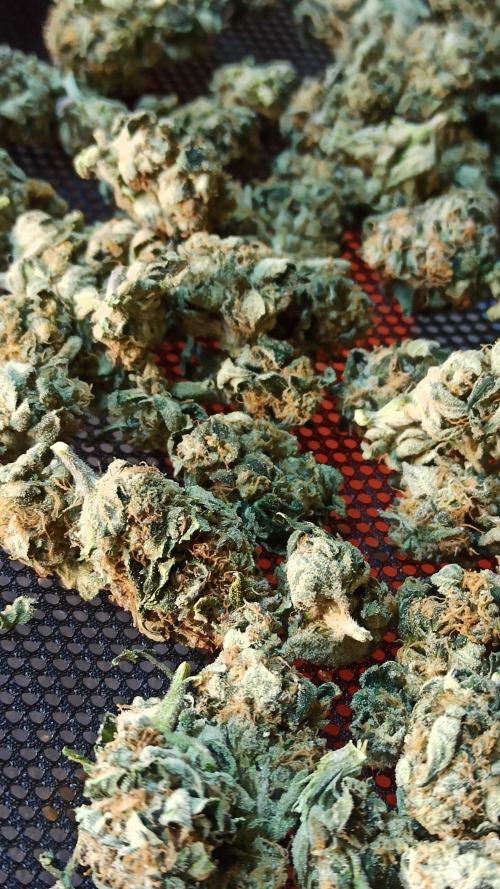 My First photoperiod. Week 15