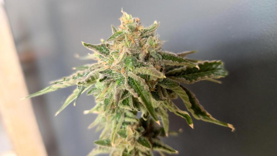 My First photoperiod. Week 15