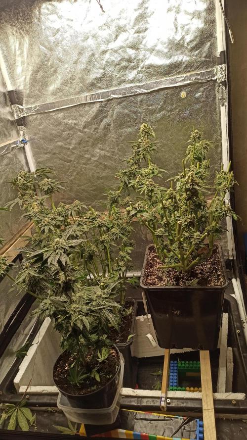 My First photoperiod. Week 15