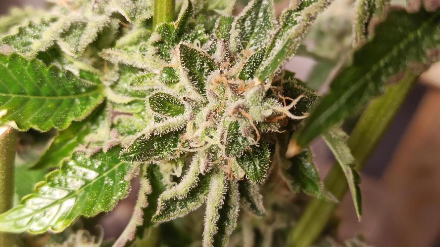 My First photoperiod. Week 15