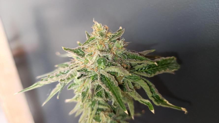 My First photoperiod. Week 15