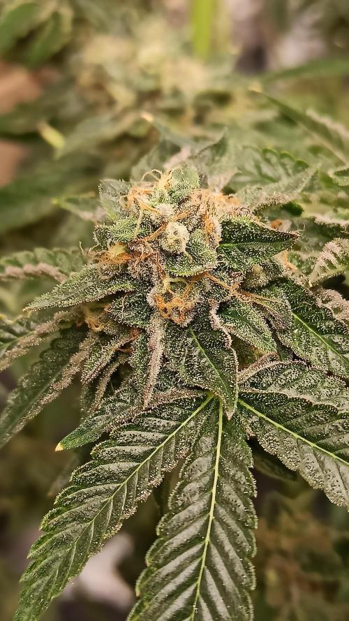 My First photoperiod. Week 15