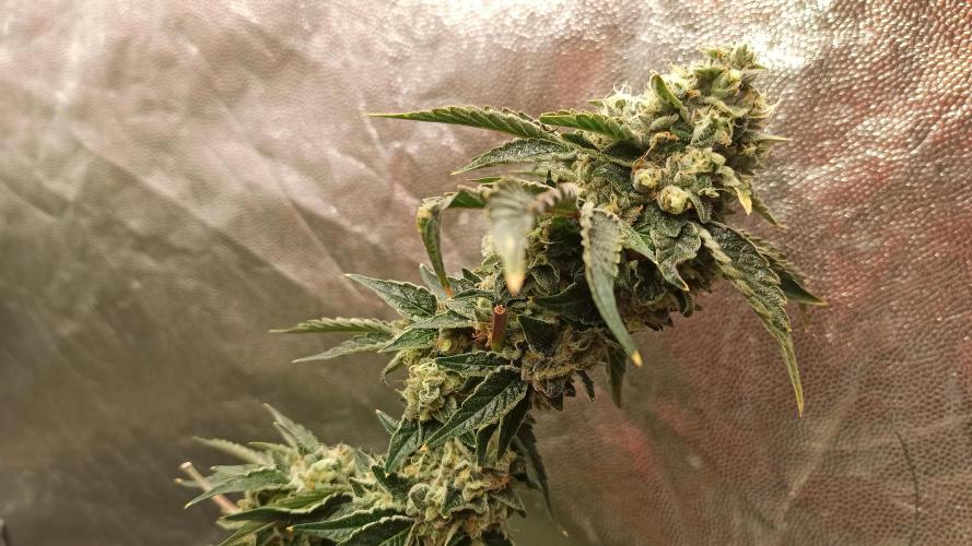 My First photoperiod. Week 15