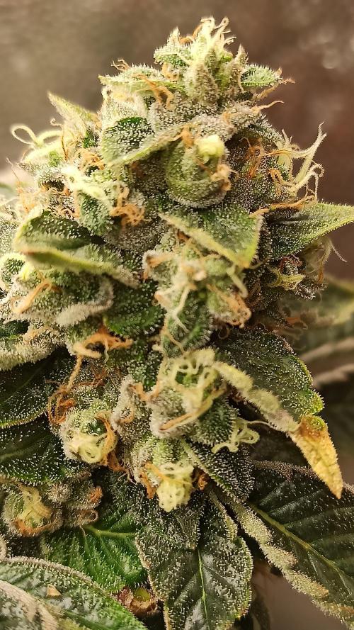 My First photoperiod. Week 15