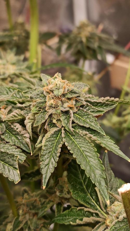 My First photoperiod. Week 15