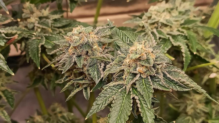 My First photoperiod. Week 15