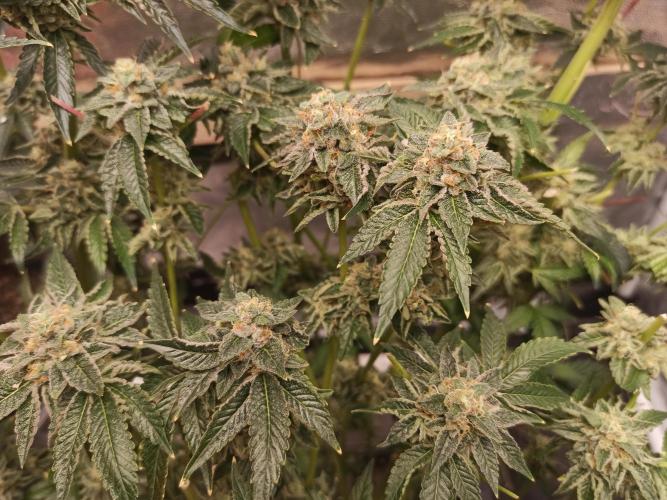 My First photoperiod. Week 15