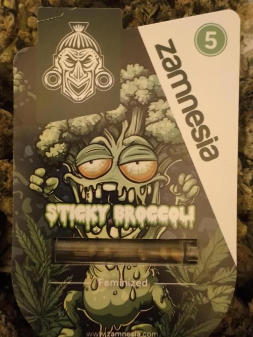 Zamnesia 2026 Plagron Eternity grow cup. Week 0