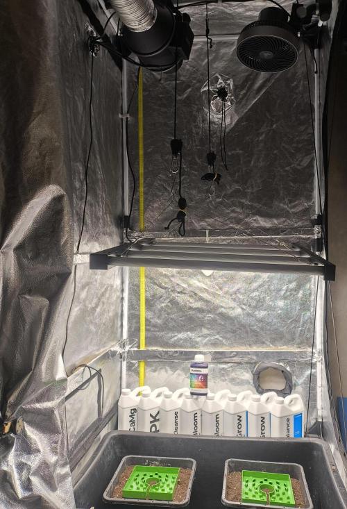 Zamnesia 2026 Plagron Eternity grow cup. Week 1