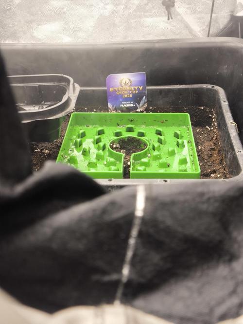 Zamnesia 2026 Plagron Eternity grow cup. Week 1