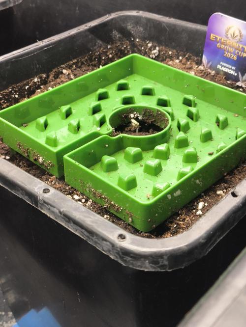 Zamnesia 2026 Plagron Eternity grow cup. Week 1
