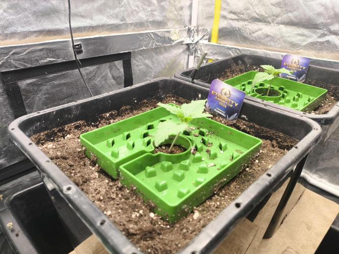 Zamnesia 2026 Plagron Eternity grow cup. Week 1