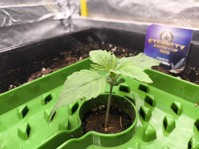 Zamnesia 2026 Plagron Eternity grow cup. Week 1