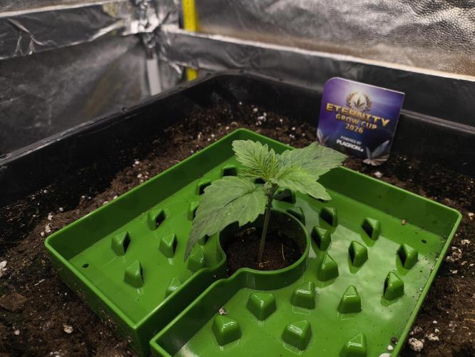 Zamnesia 2026 Plagron Eternity grow cup. Week 1
