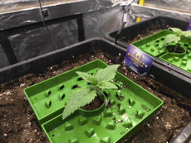 Zamnesia 2026 Plagron Eternity grow cup. Week 1