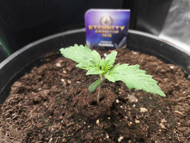 Zamnesia 2026 Plagron Eternity grow cup. Week 1