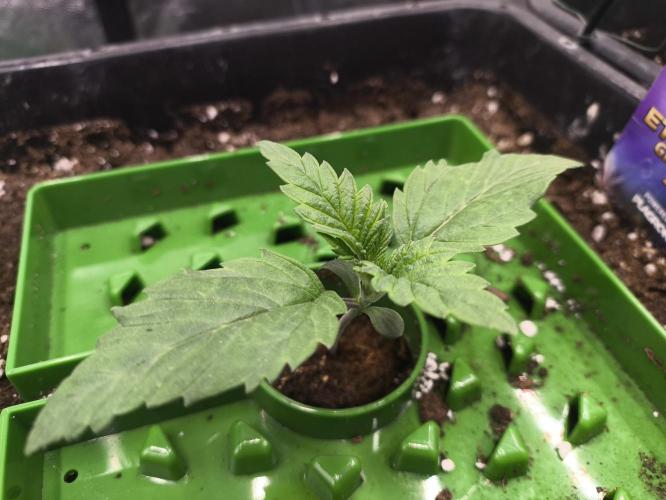 Zamnesia 2026 Plagron Eternity grow cup. Week 1