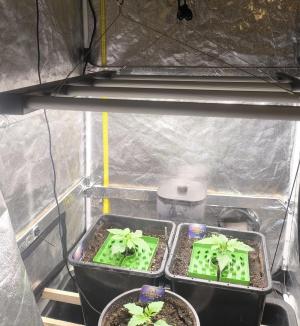 Comment by NewMan photo #1