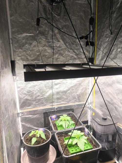 Zamnesia 2026 Plagron Eternity grow cup. Week 2