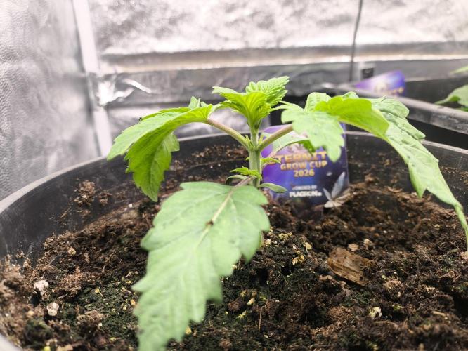 Zamnesia 2026 Plagron Eternity grow cup. Week 2