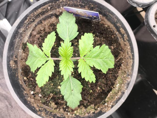 Zamnesia 2026 Plagron Eternity grow cup. Week 2