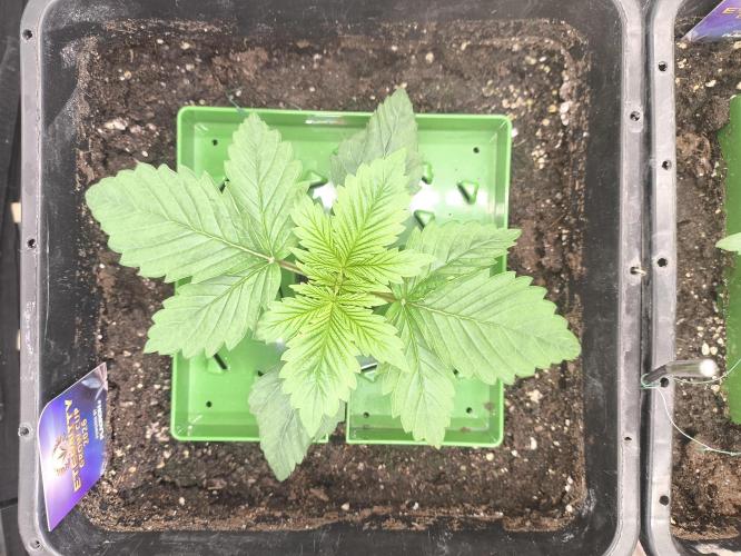 Zamnesia 2026 Plagron Eternity grow cup. Week 2