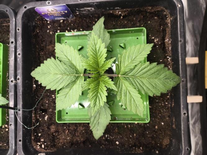 Zamnesia 2026 Plagron Eternity grow cup. Week 2